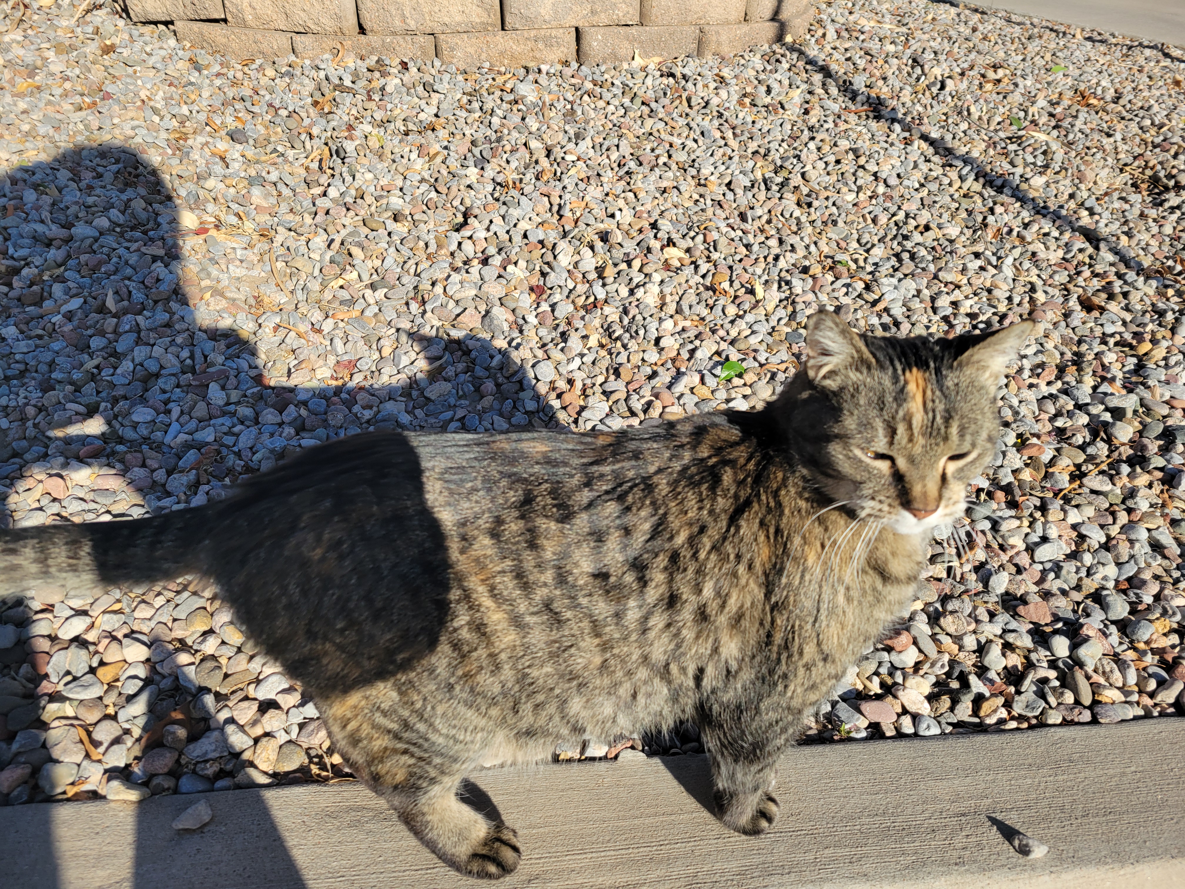 Side of black and brown cat stands on curb with a human shadow behind it.